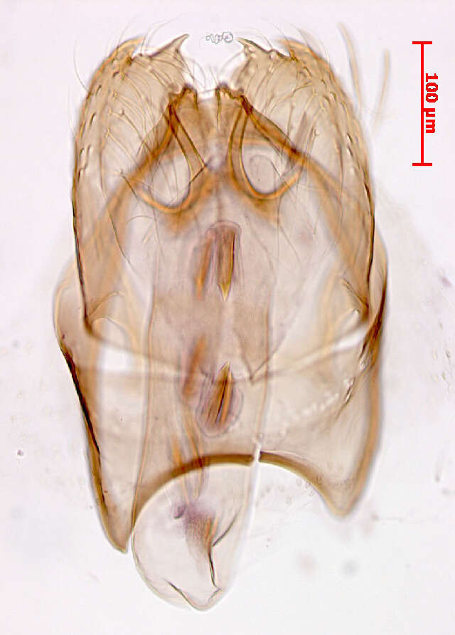 Image of Stigmella salicis (Stainton 1854) Fletcher et al. 1945