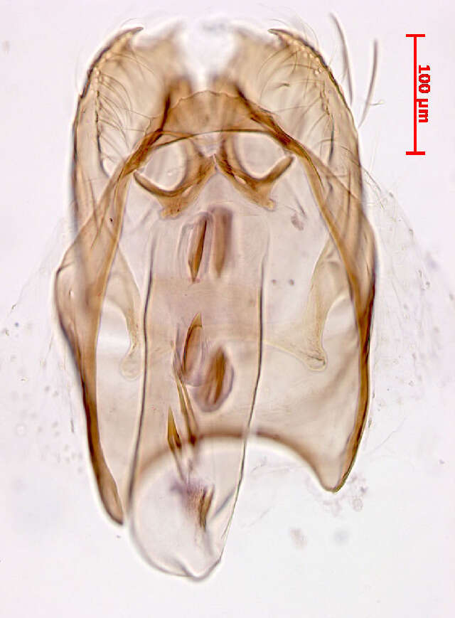 Image of Stigmella salicis (Stainton 1854) Fletcher et al. 1945