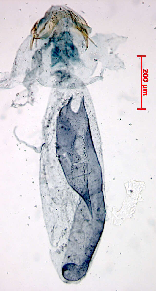 Imagem de Stigmella microtheriella (Stainton 1854) Fletcher et al. 1945