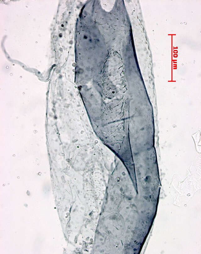 Imagem de Stigmella microtheriella (Stainton 1854) Fletcher et al. 1945