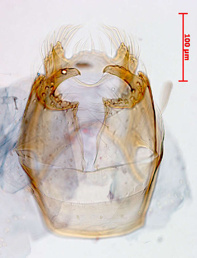 Image of Stigmella fasciata van Nieukerken & Johansson 2003