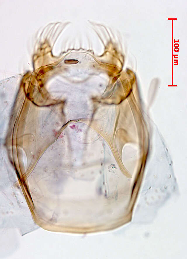 Image of Stigmella fasciata van Nieukerken & Johansson 2003