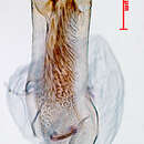 Image of Stigmella fasciata van Nieukerken & Johansson 2003