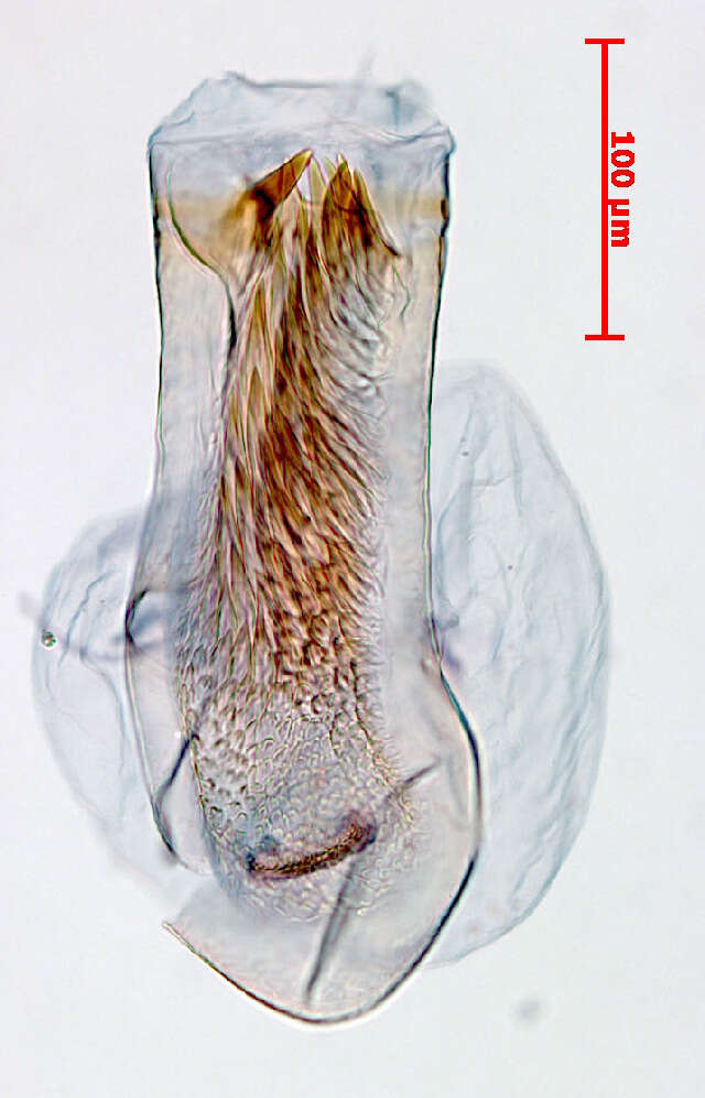 Image of Stigmella fasciata van Nieukerken & Johansson 2003