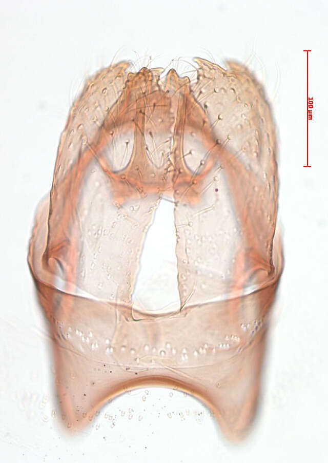 Image of Stigmella salicis (Stainton 1854) Fletcher et al. 1945