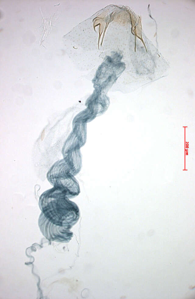 Image of Stigmella hybnerella (Hübner 1796) Fletcher et al. 1945