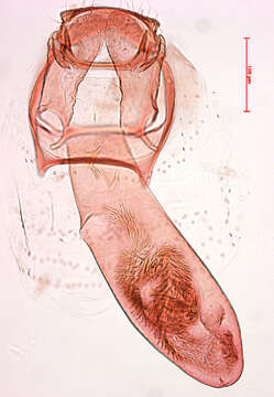 Image of Stigmella hybnerella (Hübner 1796) Fletcher et al. 1945