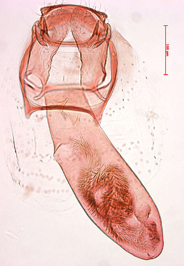 Image of Stigmella hybnerella (Hübner 1796) Fletcher et al. 1945