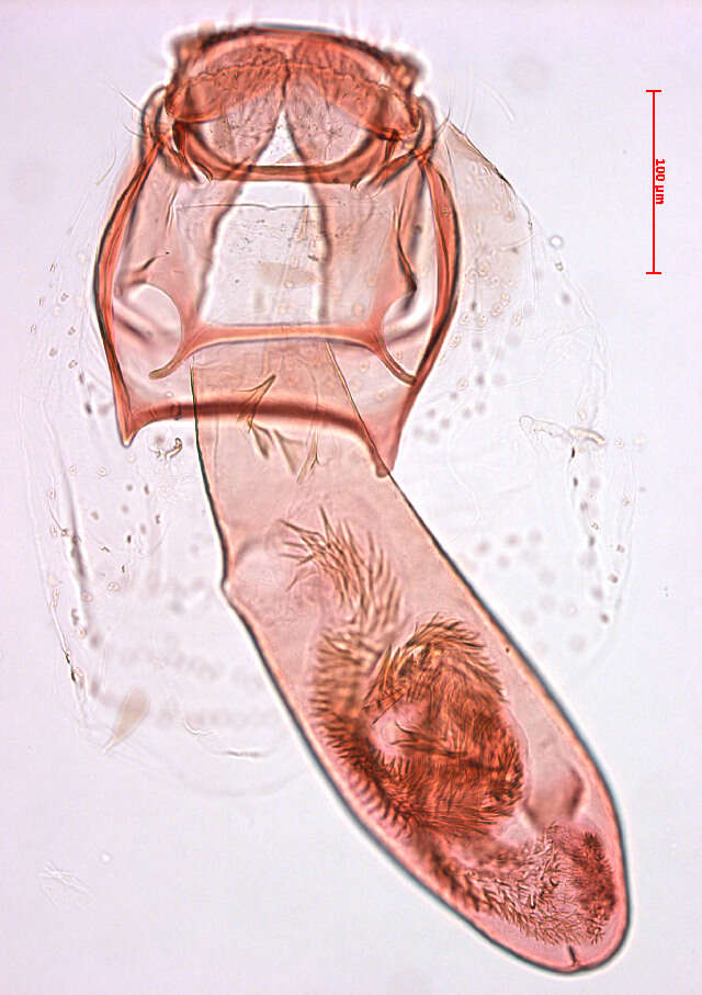 Image of Stigmella hybnerella (Hübner 1796) Fletcher et al. 1945