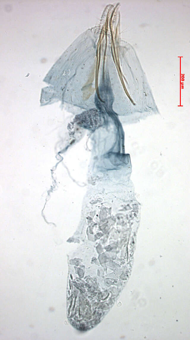 Sivun Stigmella tityrella (Stainton 1854) Hering 1957 kuva