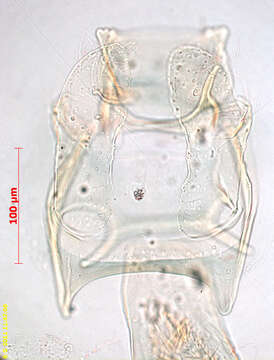 Image of Stigmella hybnerella (Hübner 1796) Fletcher et al. 1945