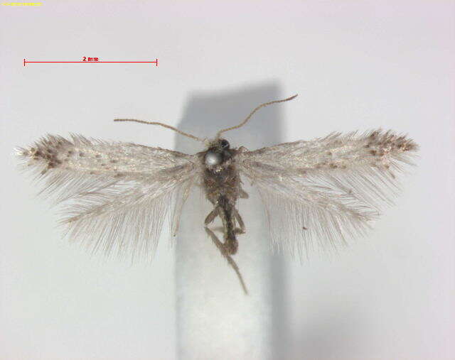 Image of Stigmella floslactella (Haworth 1828) Fletcher et al. 1945