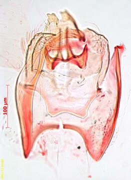 Image of Stigmella floslactella (Haworth 1828) Fletcher et al. 1945