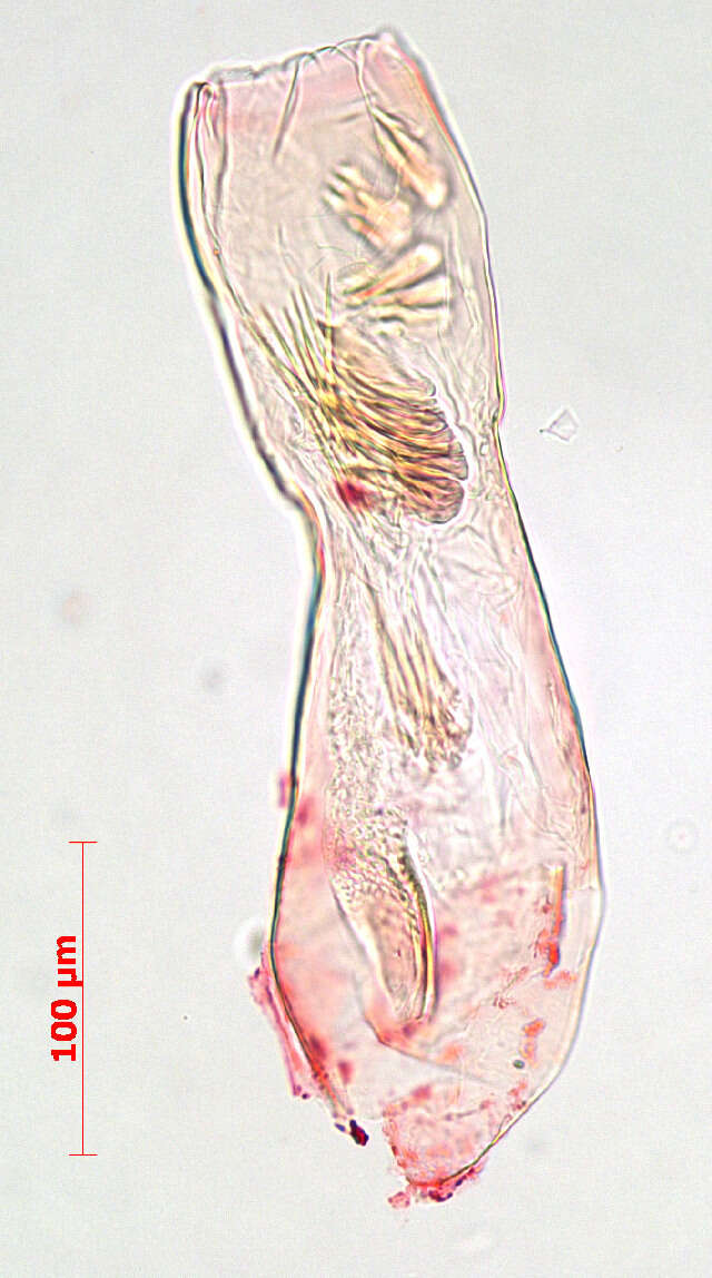 Image of Stigmella floslactella (Haworth 1828) Fletcher et al. 1945