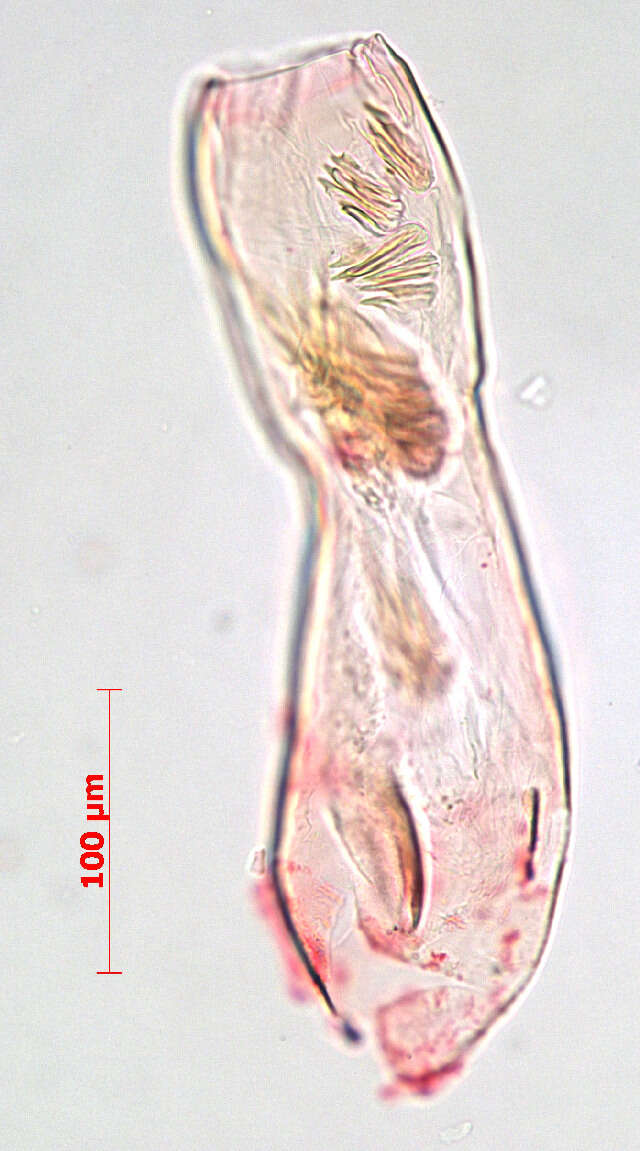 Image of Stigmella floslactella (Haworth 1828) Fletcher et al. 1945