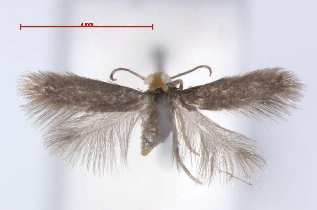 Stigmella eberhardi (Johansson 1971) Kasy 1979 resmi