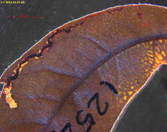 Image of Stigmella myricafoliella (Busck 1900) Grossbeck 1917