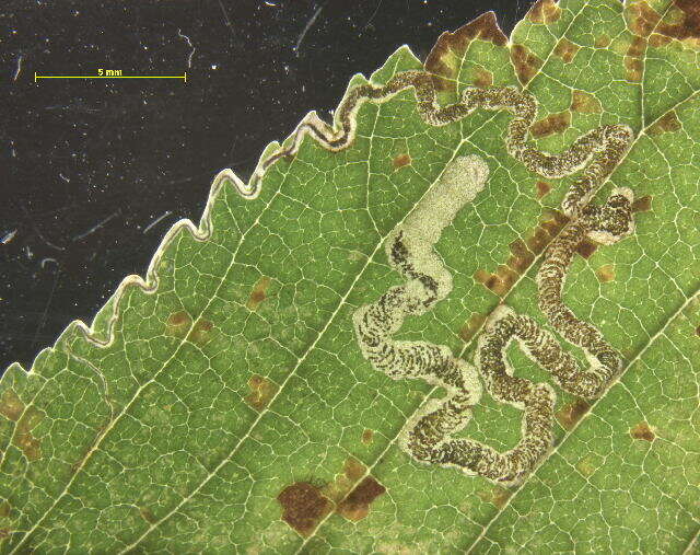 Stigmella ulmivora (Fologne 1860) Beirne 1945的圖片