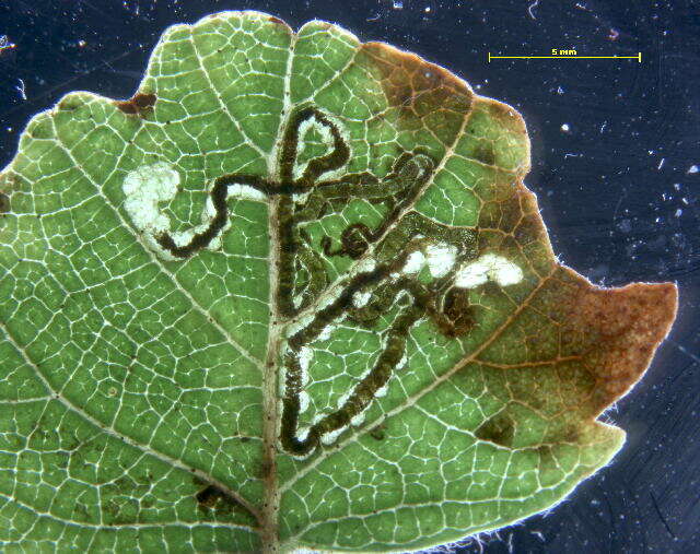 Sivun Stigmella sakhalinella Puplesis 1984 kuva