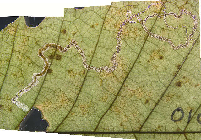 Imagem de Stigmella procrastinella (Braun 1927) Wilkinson et al. 1979