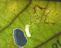 Image of Stigmella nigriverticella (Chambers 1875) Newton et al. 1982