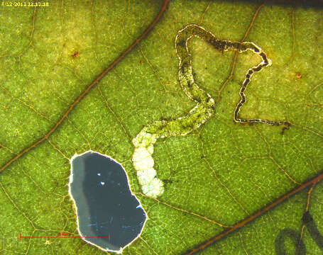 Image of Stigmella nigriverticella (Chambers 1875) Newton et al. 1982