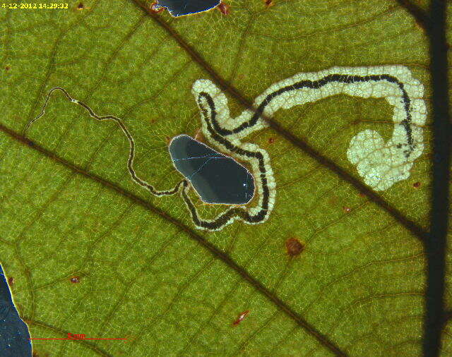 Sivun Stigmella saginella (Clemens 1861) Wilkinson et al. 1979 kuva