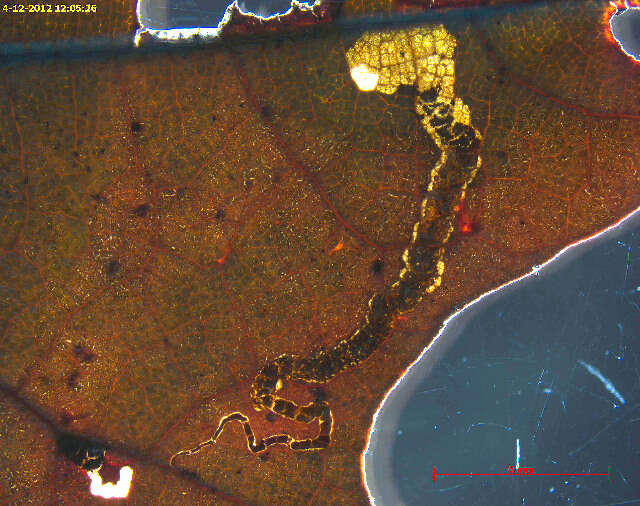 Image of Stigmella nigriverticella (Chambers 1875) Newton et al. 1982