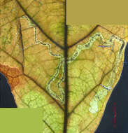 صورة Stigmella procrastinella (Braun 1927) Wilkinson et al. 1979