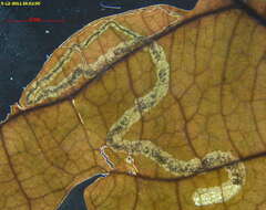 Imagem de Stigmella procrastinella (Braun 1927) Wilkinson et al. 1979