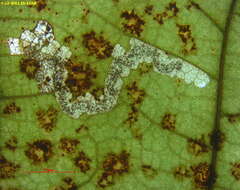 Stigmella flavipedella (Braun 1914) Wilkinson et al. 1981的圖片