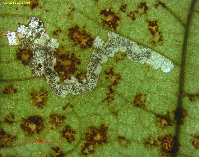 Stigmella flavipedella (Braun 1914) Wilkinson et al. 1981的圖片