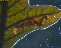 Stigmella flavipedella (Braun 1914) Wilkinson et al. 1981的圖片