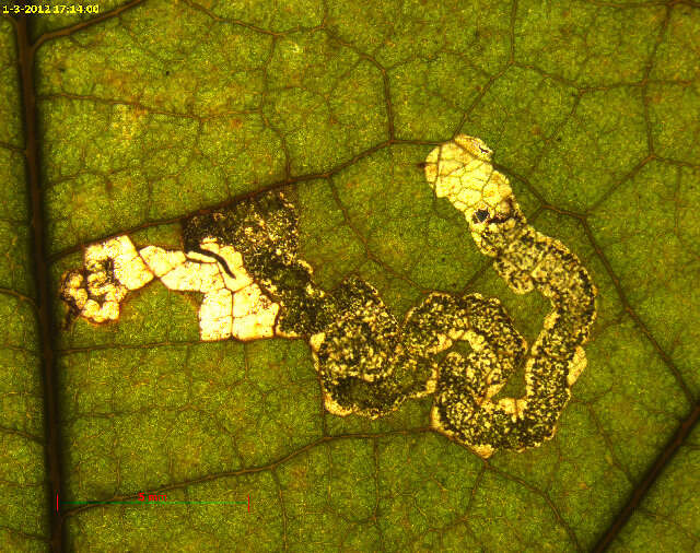 Stigmella flavipedella (Braun 1914) Wilkinson et al. 1981的圖片