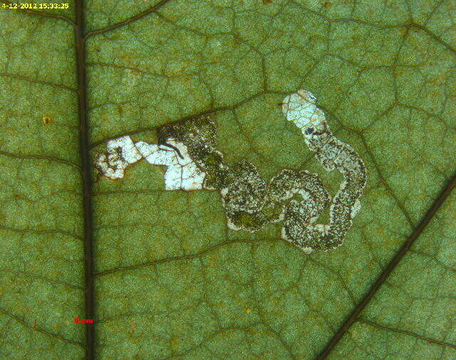 Stigmella flavipedella (Braun 1914) Wilkinson et al. 1981的圖片