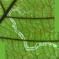 Sivun Stigmella saginella (Clemens 1861) Wilkinson et al. 1979 kuva