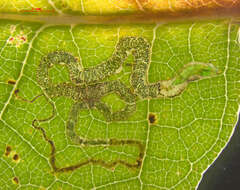 Image of Stigmella nigriverticella (Chambers 1875) Newton et al. 1982