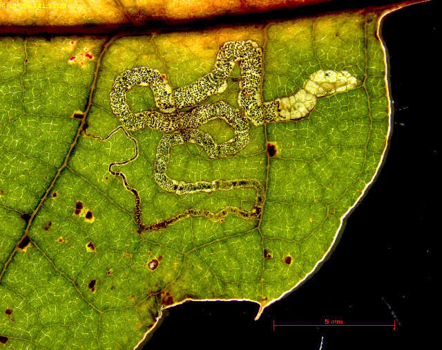 Image of Stigmella nigriverticella (Chambers 1875) Newton et al. 1982