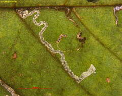 Sivun Stigmella corylifoliella (Clemens 1861) Wilkinson et al. 1979 kuva