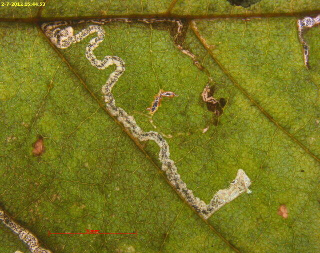 Sivun Stigmella corylifoliella (Clemens 1861) Wilkinson et al. 1979 kuva