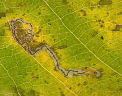 Image of Stigmella Amelanchier Yellowlarva