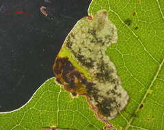 Image of Ectoedemia Quercusrubra Usa