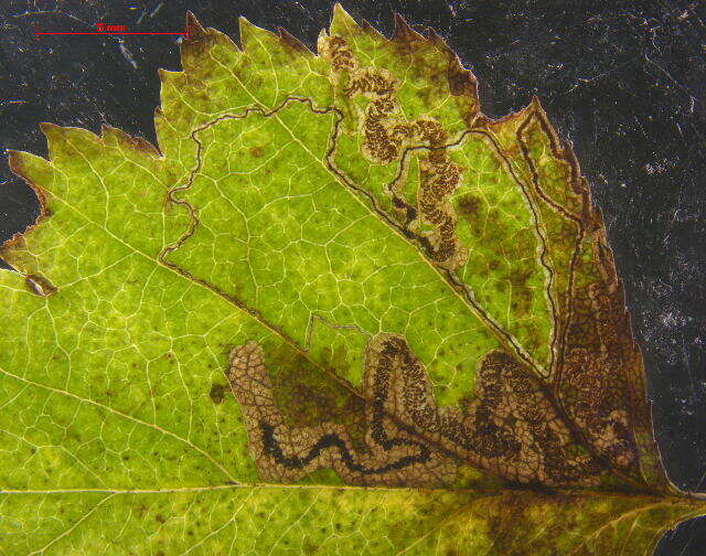 Image of Stigmella oxyacanthella (Stainton 1854) Beirne 1945