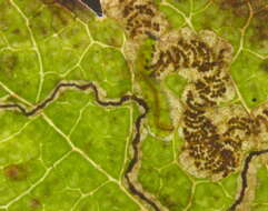 Imagem de Stigmella oxyacanthella (Stainton 1854) Beirne 1945