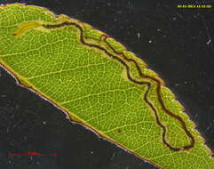 Image of rose leaf miner