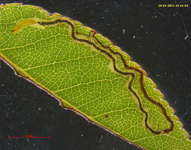 Image of rose leaf miner