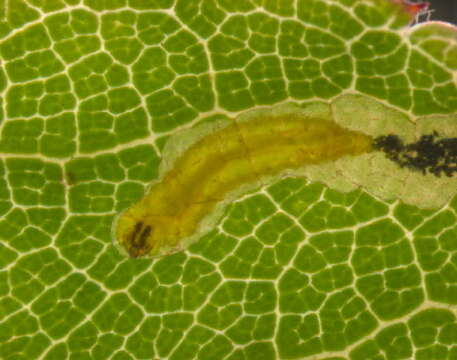 Image of rose leaf miner