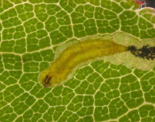 Image of rose leaf miner