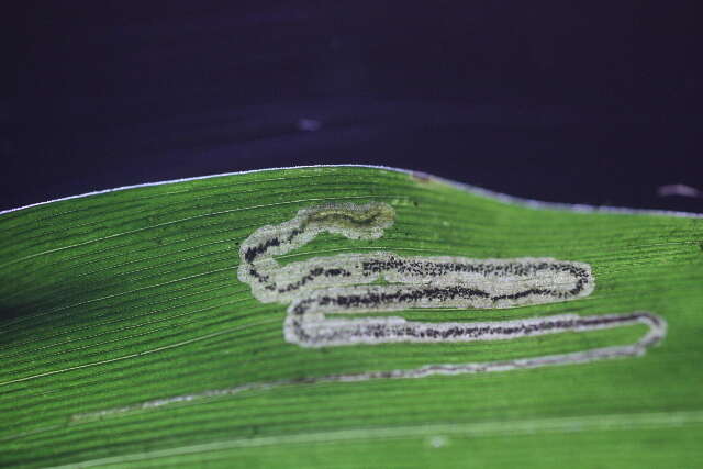 Image of Stigmella oplismeniella Kemperman & Wilkinson 1985