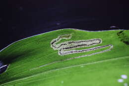 Image of Stigmella oplismeniella Kemperman & Wilkinson 1985